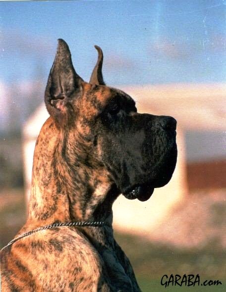 Publication : De garaba