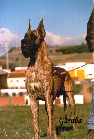 Publication : De garaba