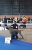 - Metz dog show