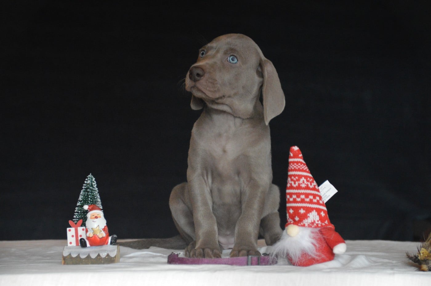 Braque de Weimar - Des Fantômes Gris De La Sélune