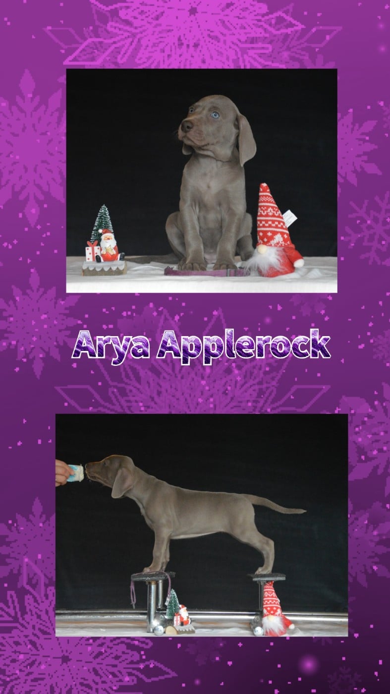 Braque de Weimar - Des Fantômes Gris De La Sélune