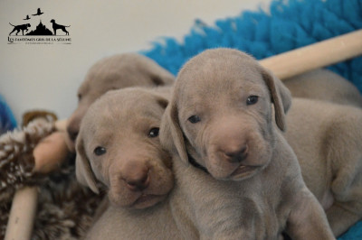 Les chiots de Braque de Weimar