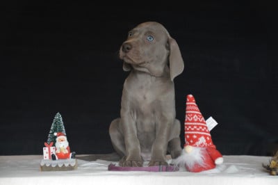 Les chiots de Braque de Weimar