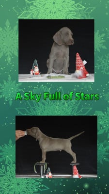 Les chiots de Braque de Weimar