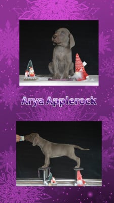 Les chiots de Braque de Weimar