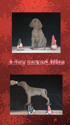 Les chiots de Braque de Weimar