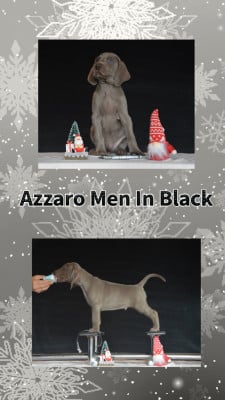 Les chiots de Braque de Weimar