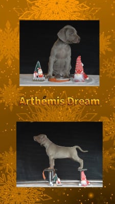 Les chiots de Braque de Weimar