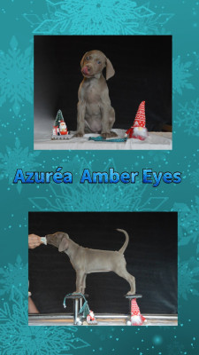 Les chiots de Braque de Weimar