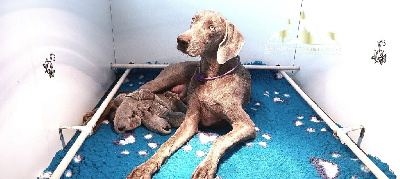 Les chiots de Braque de Weimar