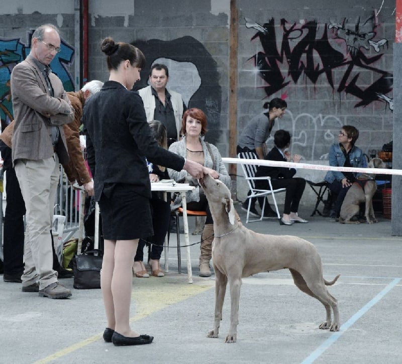 TR. CH. Hyona Des Fantômes Gris De La Sélune - 1er Exc RCACS/RCACIB