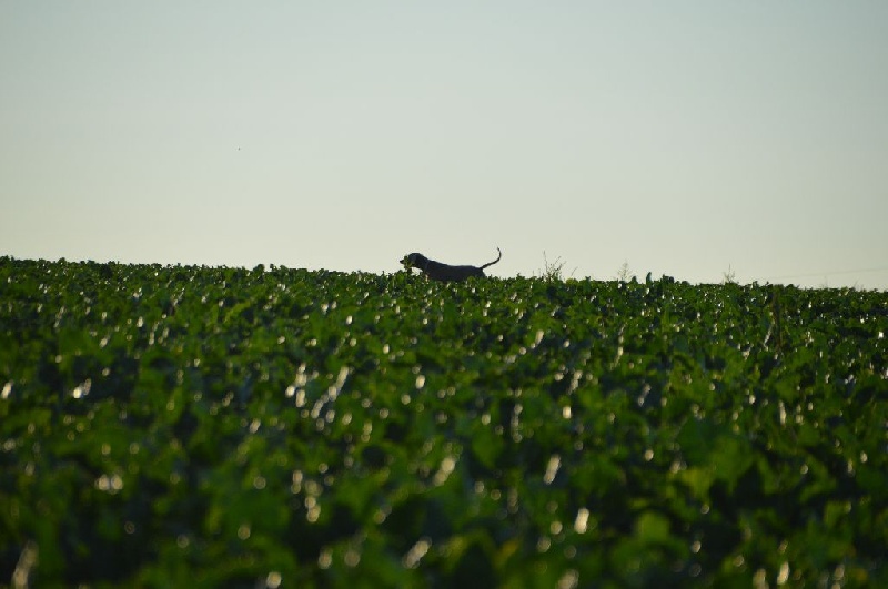 TR. CH. Hyona Des Fantômes Gris De La Sélune - 2 Exc RCACT
