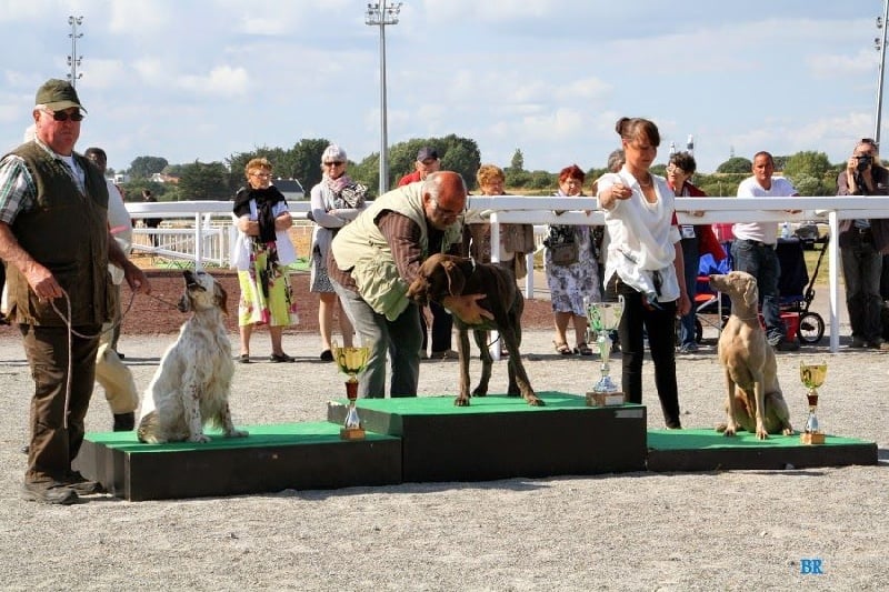 TR. CH. Hyona Des Fantômes Gris De La Sélune - 1er excellent Cacs BOB BOG3