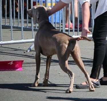 TR. CH. Hyona Des Fantômes Gris De La Sélune - 2ème Excellent CT