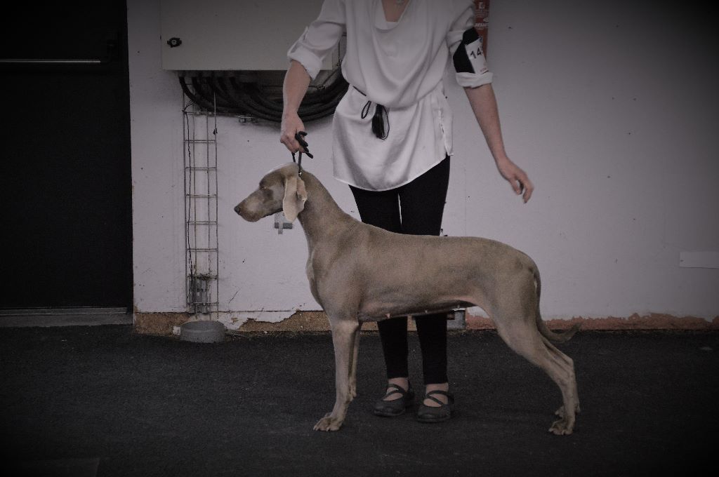 TR. CH. Hyona Des Fantômes Gris De La Sélune - 1 er Exc RCACIB RCACS