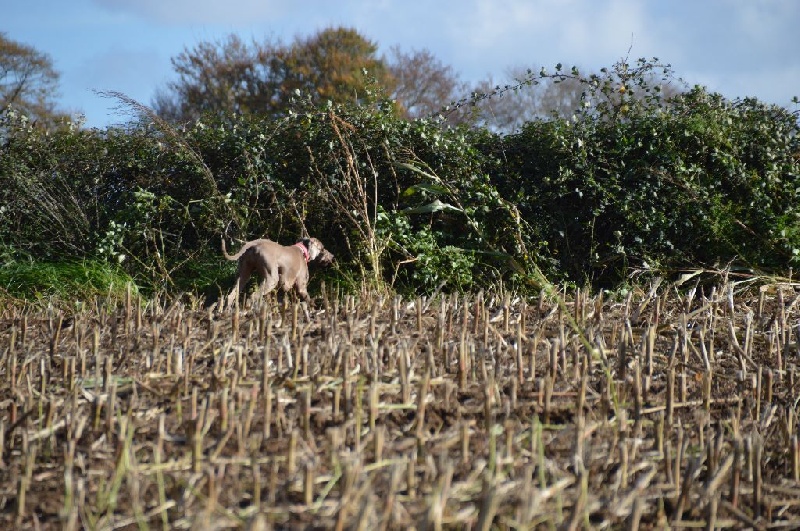TR. CH. Hyona Des Fantômes Gris De La Sélune - 2 Tb
