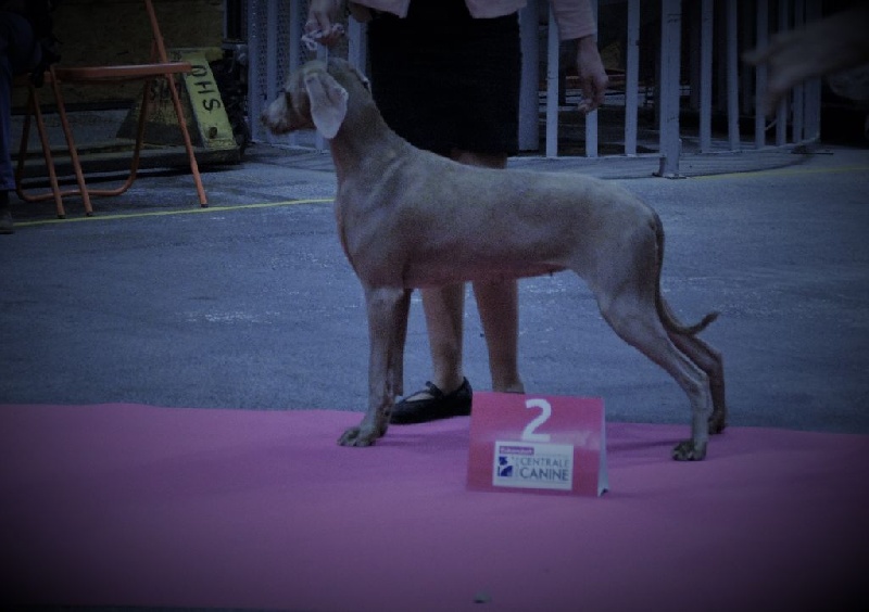 TR. CH. Hyona Des Fantômes Gris De La Sélune - 2 Exc