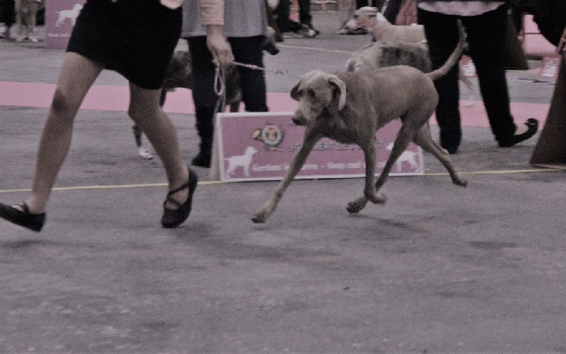 TR. CH. Hyona Des Fantômes Gris De La Sélune - 1 exc RCACS RCACIB