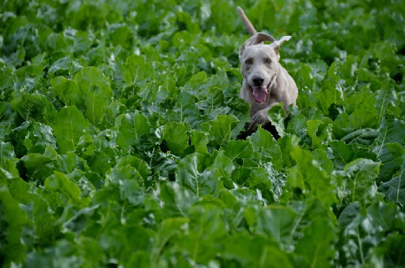 TR. CH. Hyona Des Fantômes Gris De La Sélune - 2 exc
