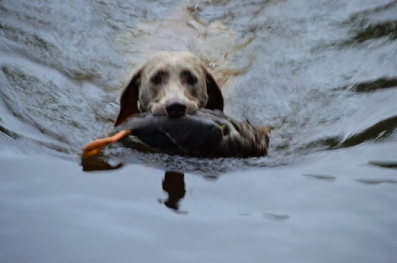 TR. CH. Hyona Des Fantômes Gris De La Sélune - Brevet de chasse à l'eau