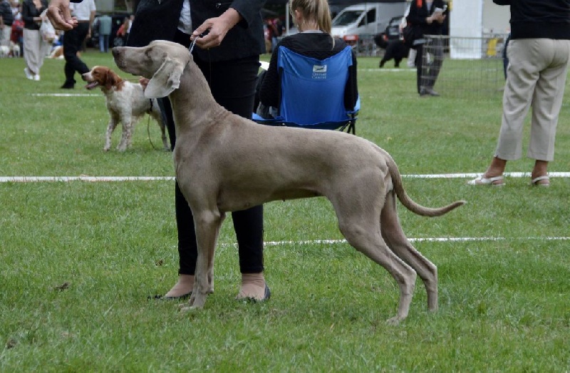 TR. CH. Hyona Des Fantômes Gris De La Sélune - 1er exc CACs et BOB