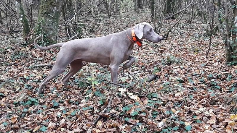 TR. CH. Hyona Des Fantômes Gris De La Sélune - 1 Exc CACT