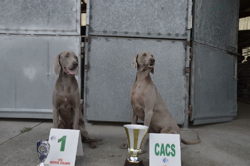 TR. CH. Hyona Des Fantômes Gris De La Sélune - 1 exc CACS / BOB