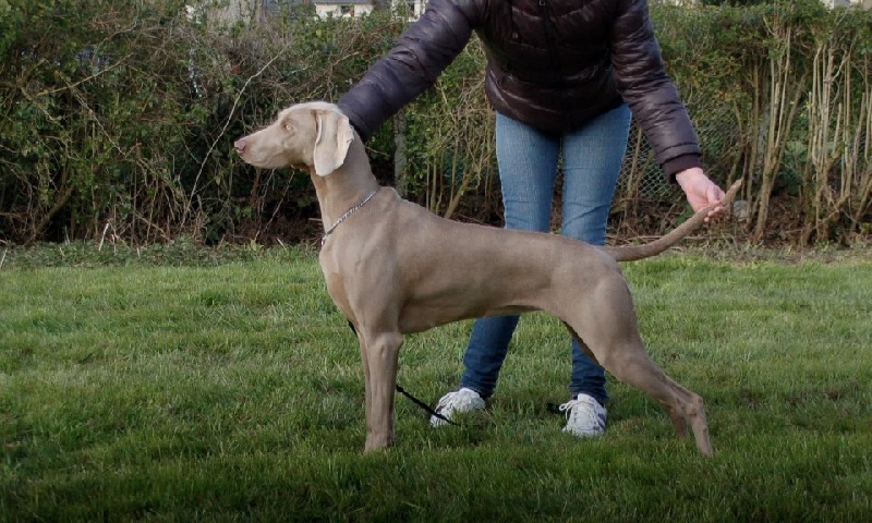 TR. CH. Hyona Des Fantômes Gris De La Sélune - 2ème Exc + confirmation