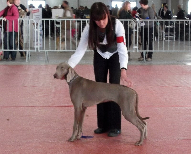 TR. CH. Hyona Des Fantômes Gris De La Sélune - Très Prometteur