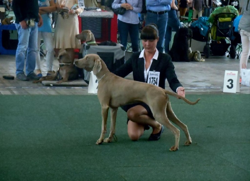 TR. CH. Hyona Des Fantômes Gris De La Sélune - 1 ere EXC VDH