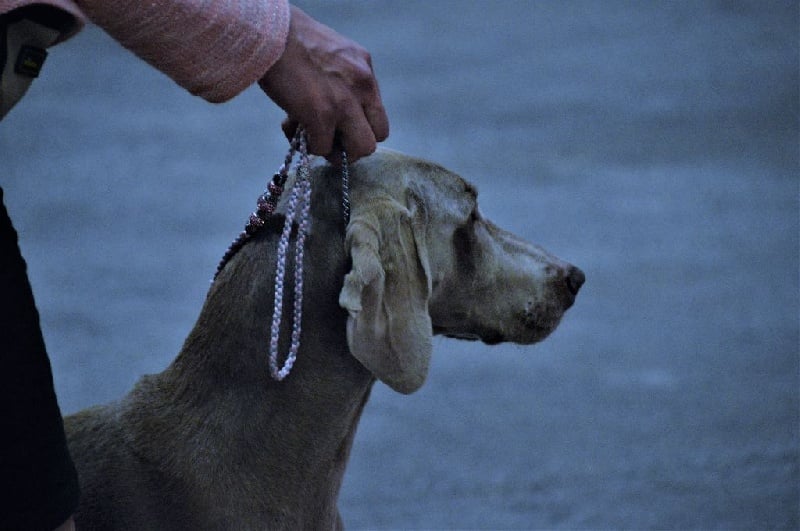 TR. CH. Hyona Des Fantômes Gris De La Sélune - 2 Exc