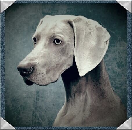 TR. CH. Hyona Des Fantômes Gris De La Sélune - 1EXC RCACIB RCACS Best Working Dog