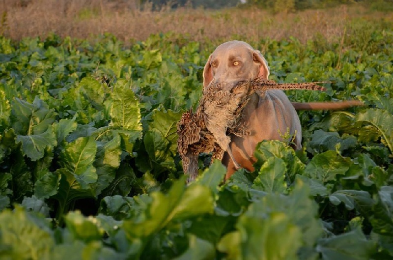 TR. CH. Hyona Des Fantômes Gris De La Sélune - 4 TB