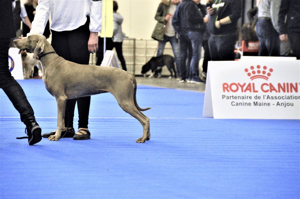 TR. CH. Hyona Des Fantômes Gris De La Sélune - 1er excellent RCACIB