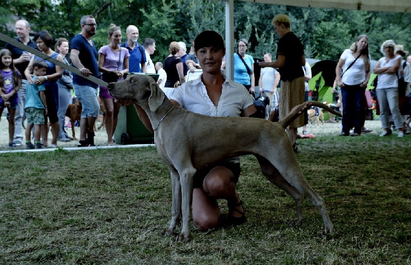 TR. CH. Hyona Des Fantômes Gris De La Sélune - 1 exc CACIB/CACS/VDH/BOS/Rheinland-Pfalz-Sieger