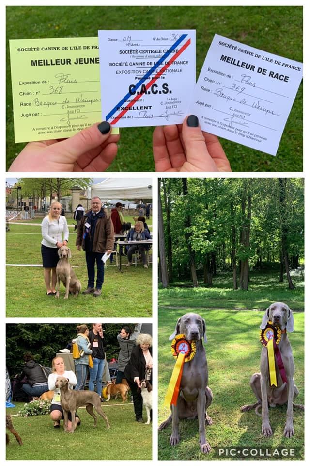 Major Des Fantômes Gris De La Sélune - 1er exc CAC meilleur de race