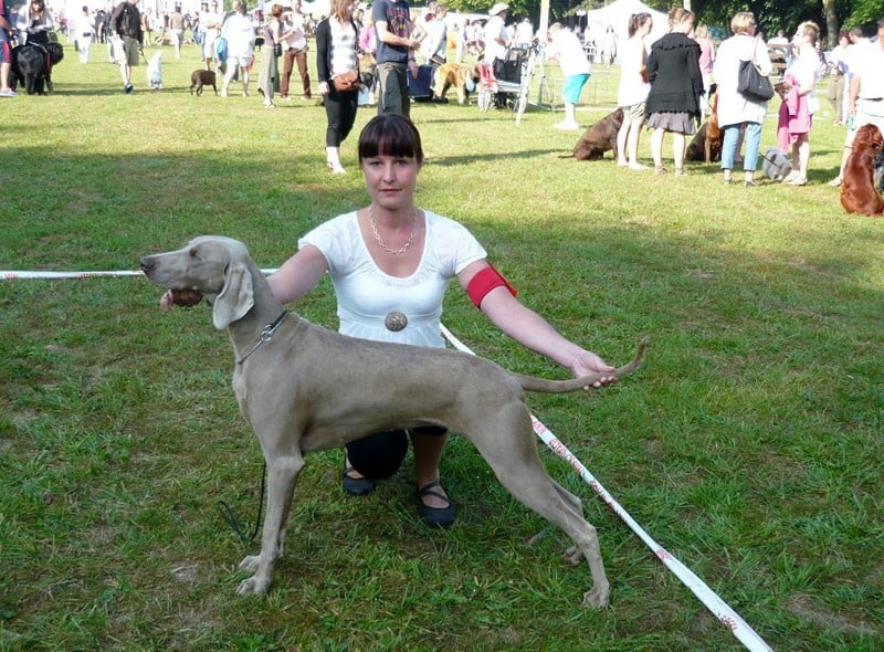 TR. CH. Hyona Des Fantômes Gris De La Sélune - 1er Excellent - CACS- BOB