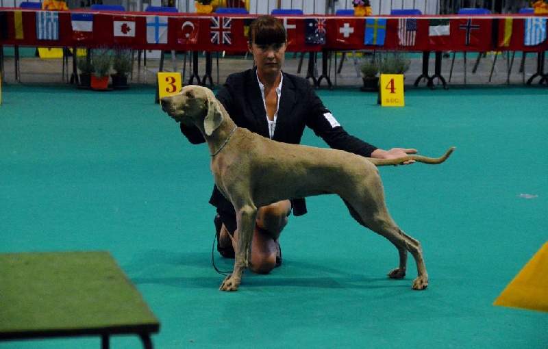 TR. CH. Hyona Des Fantômes Gris De La Sélune - 1 ecx best working dog