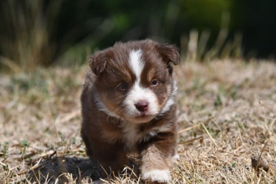 Les chiots de Berger Américain Miniature 