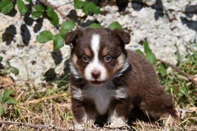 Les chiots de Berger Américain Miniature 