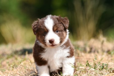 Les chiots de Berger Américain Miniature 