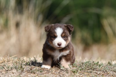 Les chiots de Berger Américain Miniature 