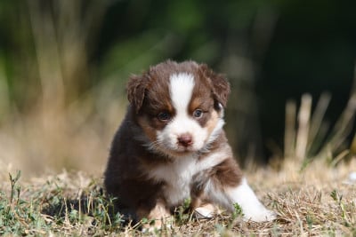 Les chiots de Berger Américain Miniature 