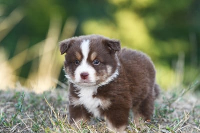 Les chiots de Berger Américain Miniature 