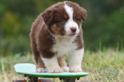 Les chiots de Berger Américain Miniature 