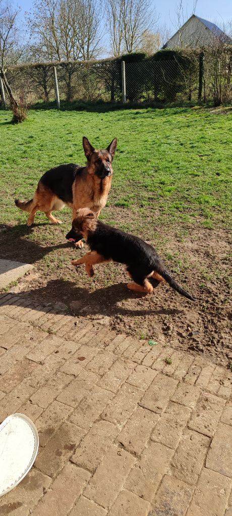 Royalty du clos de la gloriette