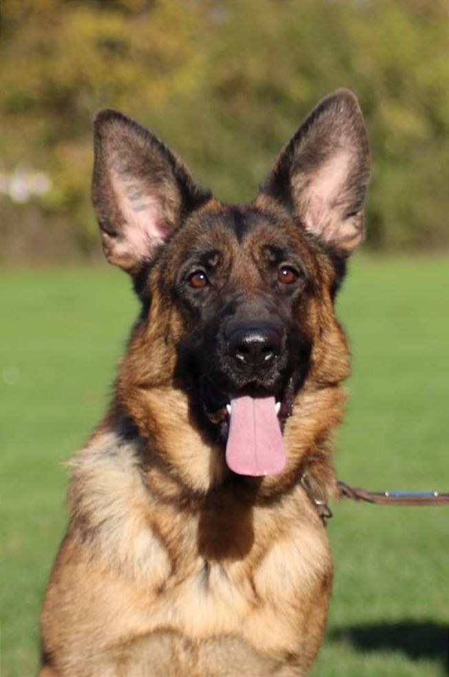 Royalty du clos de la gloriette