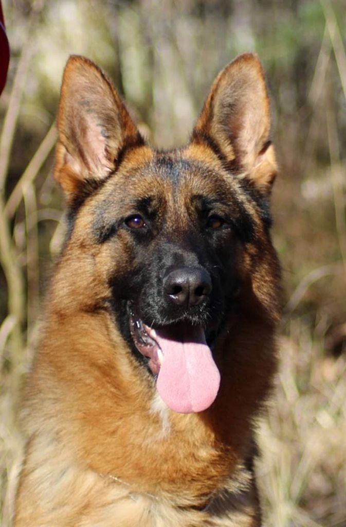 Publication : du clos de la gloriette Auteur : DE QUEZAC