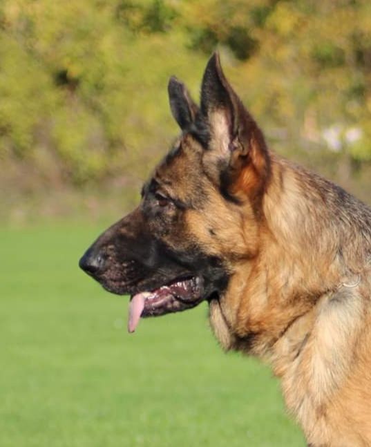 Royalty du clos de la gloriette