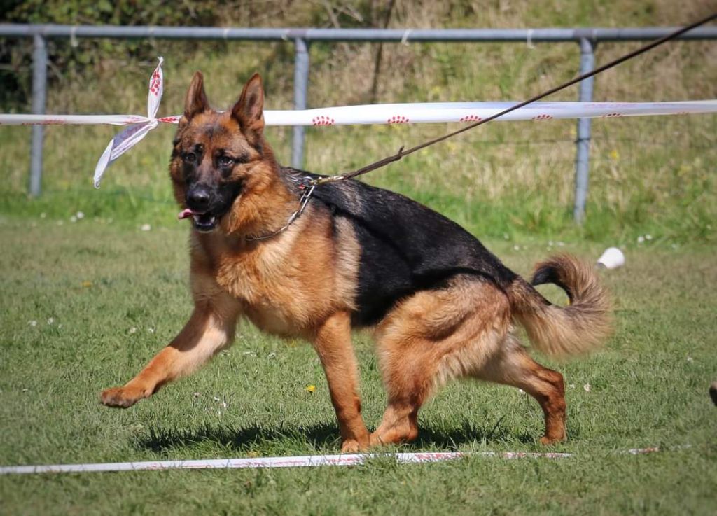 Publication : du clos de la gloriette Auteur : DE QUEZAC